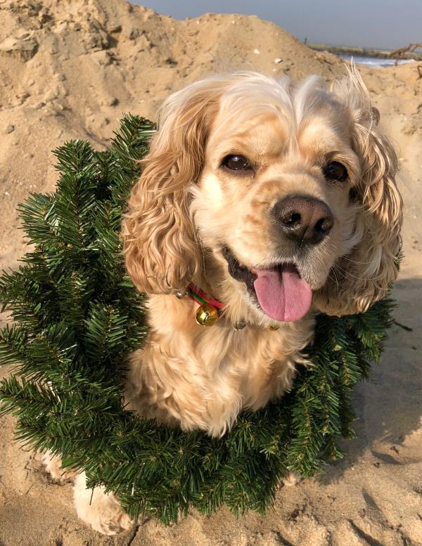 /Images/uploads/Friends of Seal Beach Animal Care Center/2022sbacc/entries/21578thumb.jpg